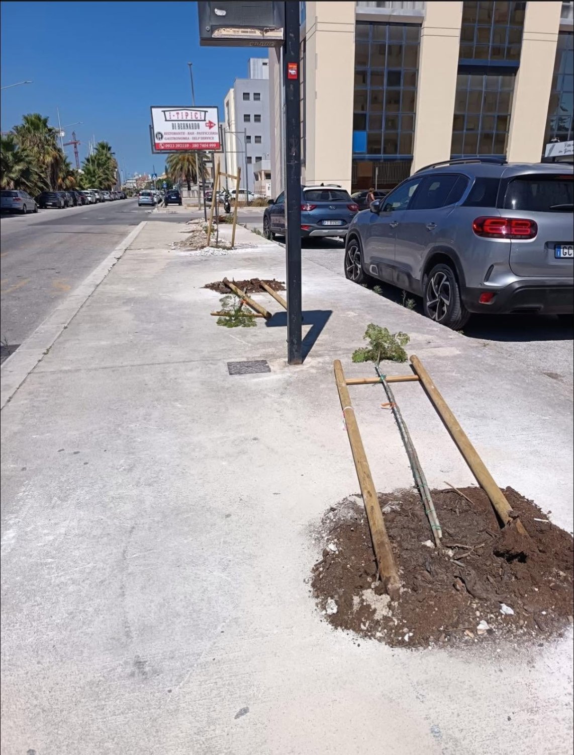 https://www.tp24.it/immagini_articoli/15-06-2026/1781513551-0-trapani-green-distrutte-sei-jacarande-appena-piantate-dopo-il-caldo-arrivano-i-vandali.jpg