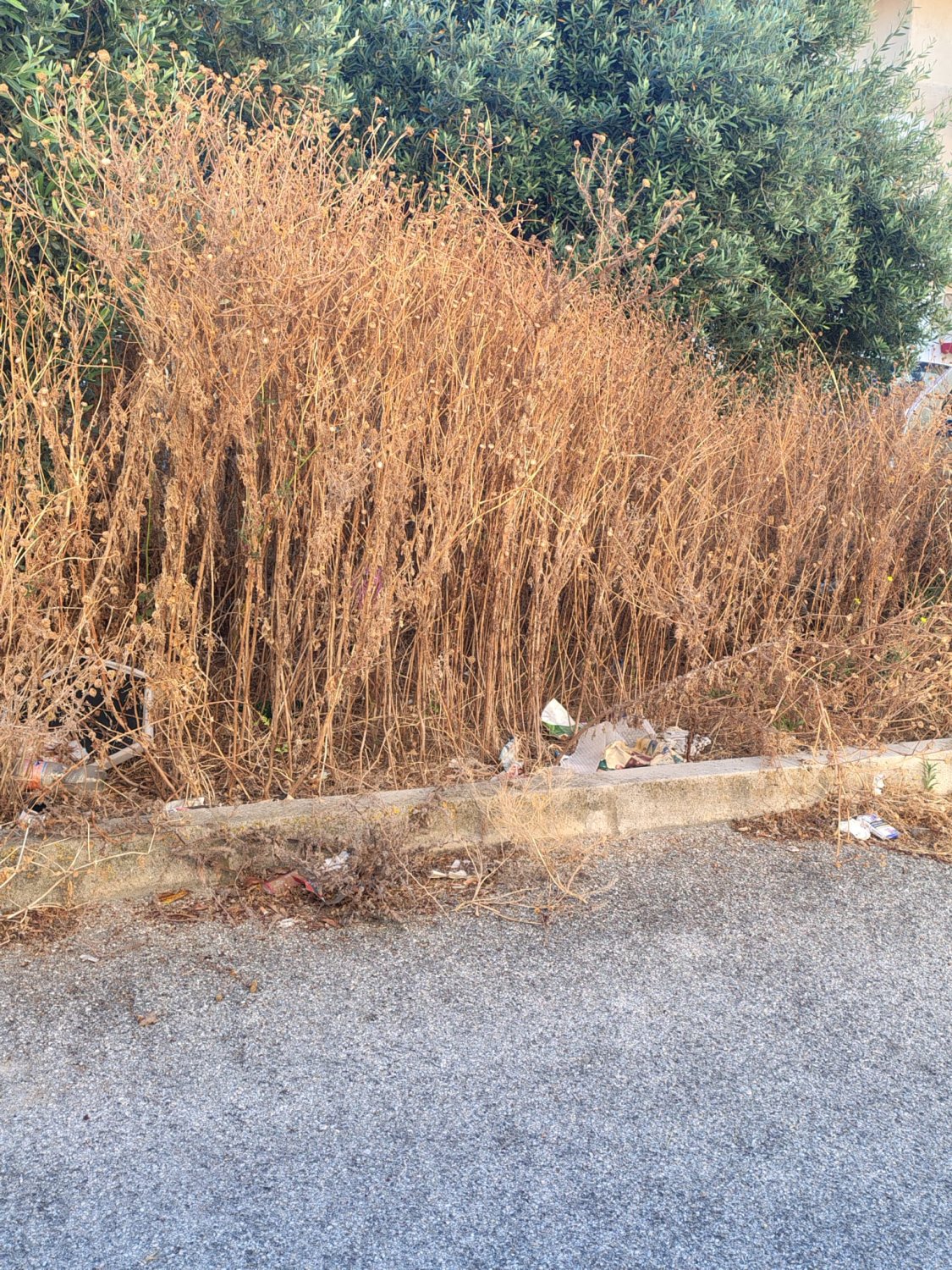 https://www.tp24.it/immagini_articoli/15-06-2026/1781514298-0-marsala-abbandonata-la-piazzetta-tra-via-saffi-e-via-oberdan-erbacce-e-rifiuti.jpg