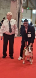 https://www.tp24.it/immagini_articoli/15-06-2026/da-mazara-a-bologna-successi-ai-mondiali-di-esposizione-canina-2026-250.jpg