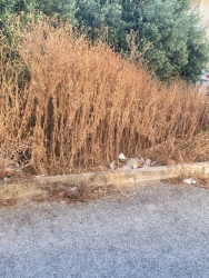 https://www.tp24.it/immagini_articoli/15-06-2026/marsala-abbandonata-la-piazzetta-tra-via-saffi-e-via-oberdan-erbacce-e-rifiuti-250.jpg