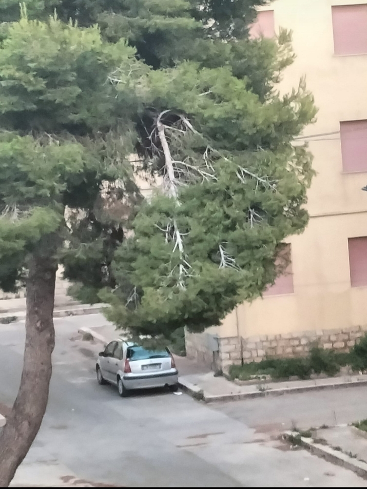 https://www.tp24.it/immagini_articoli/15-07-2025/1752535874-0-marsala-in-via-istria-c-e-un-albero-pericolante-perche-non-si-interviene-subito.jpg