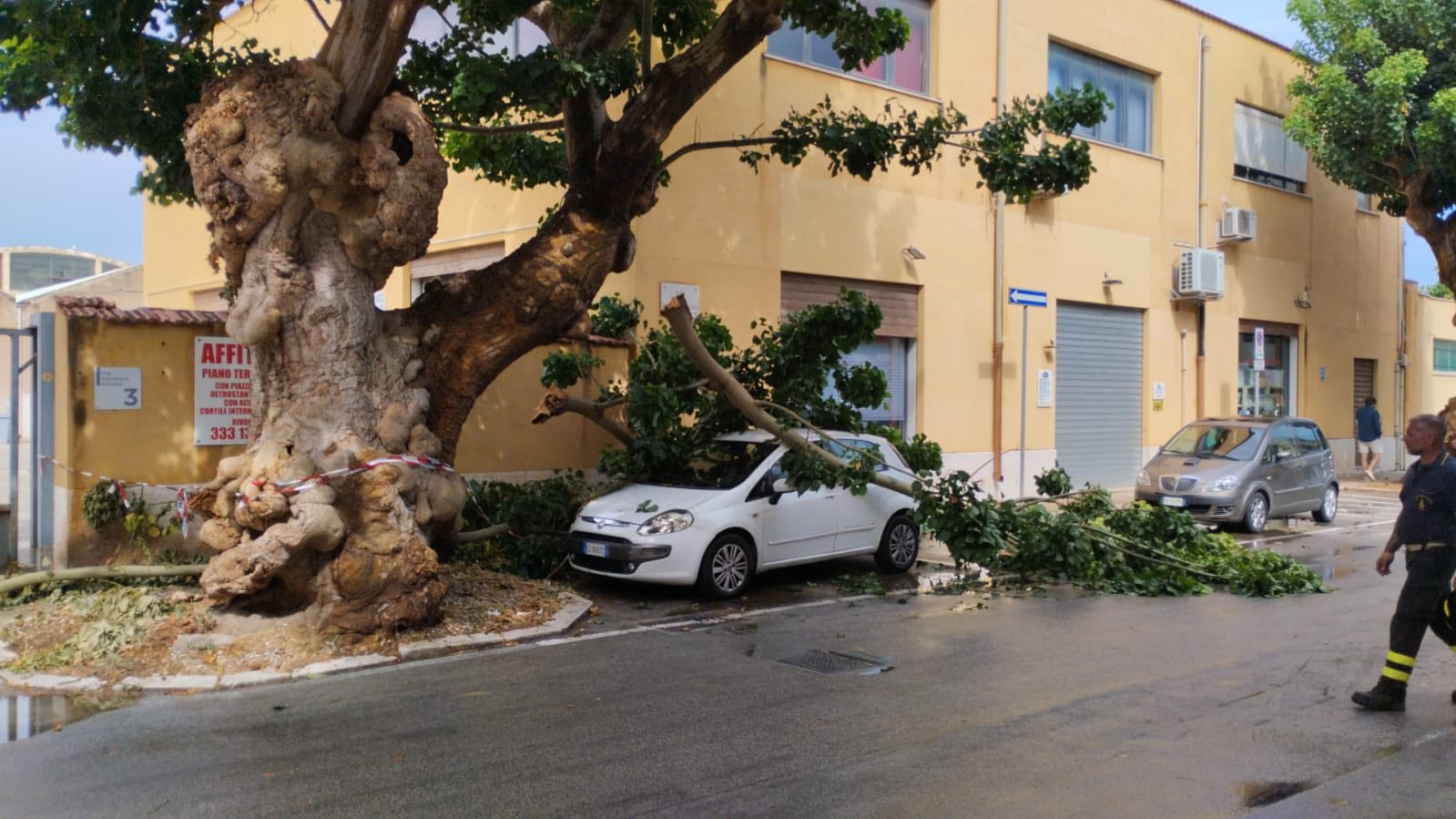 https://www.tp24.it/immagini_articoli/16-08-2025/1755341254-0-altri-due-alberi-caduti-a-trapani-danni-a-una-vettura-in-sosta.jpg
