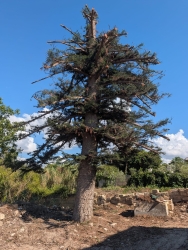 https://www.tp24.it/immagini_articoli/16-09-2026/marsala-l-araucaria-azzannata-vicino-ai-binari-perche-ridurla-cosi-250.jpg