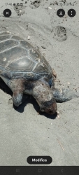 https://www.tp24.it/immagini_articoli/17-05-2026/caretta-caretta-morta-sulla-spiaggia-di-trapani-davanti-piazza-vittorio-250.jpg