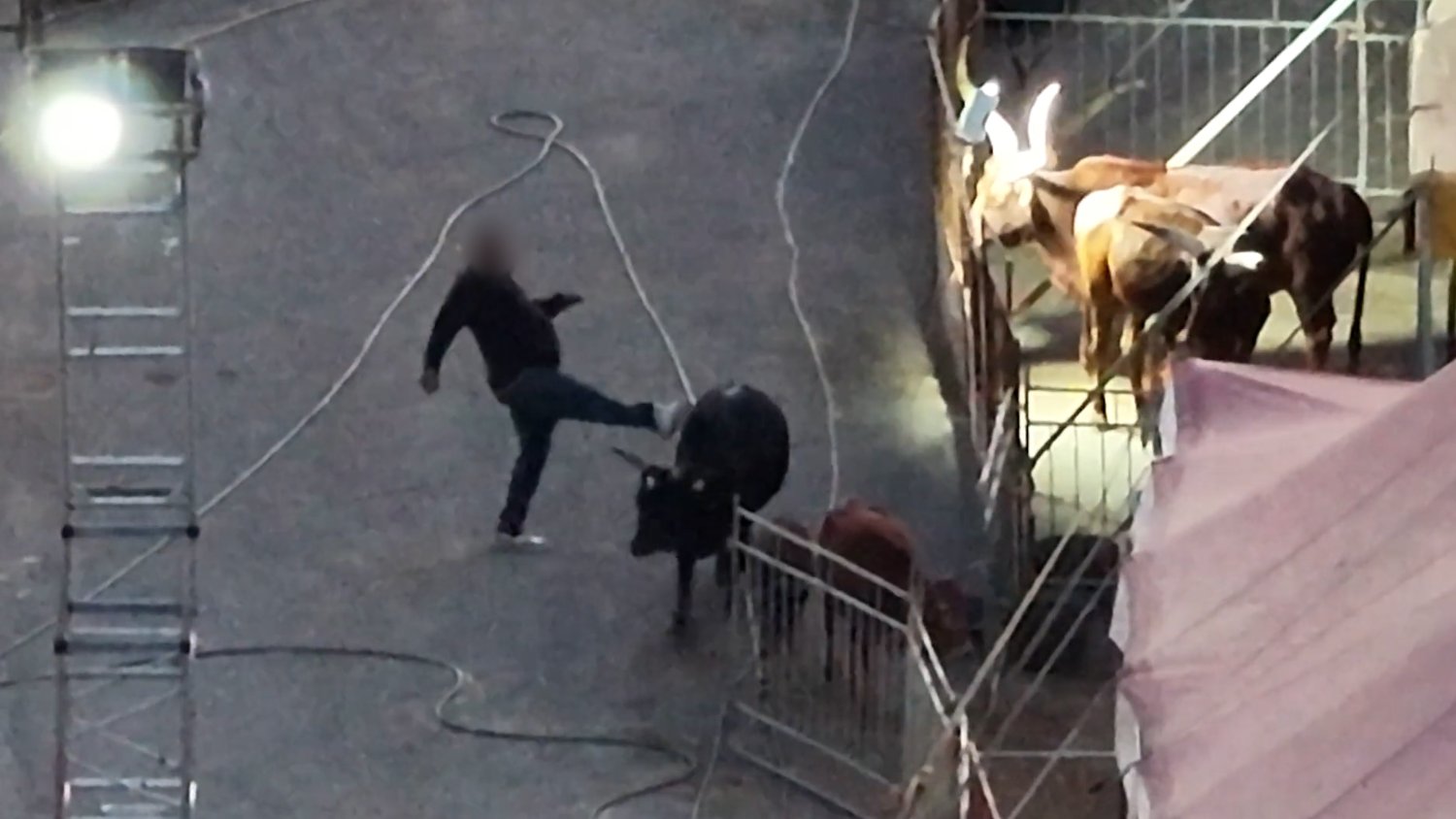 https://www.tp24.it/immagini_articoli/17-07-2026/1784288057-0-lav-denuncia-animali-maltrattati-nei-circhi-anche-a-marsala-il-video.jpg