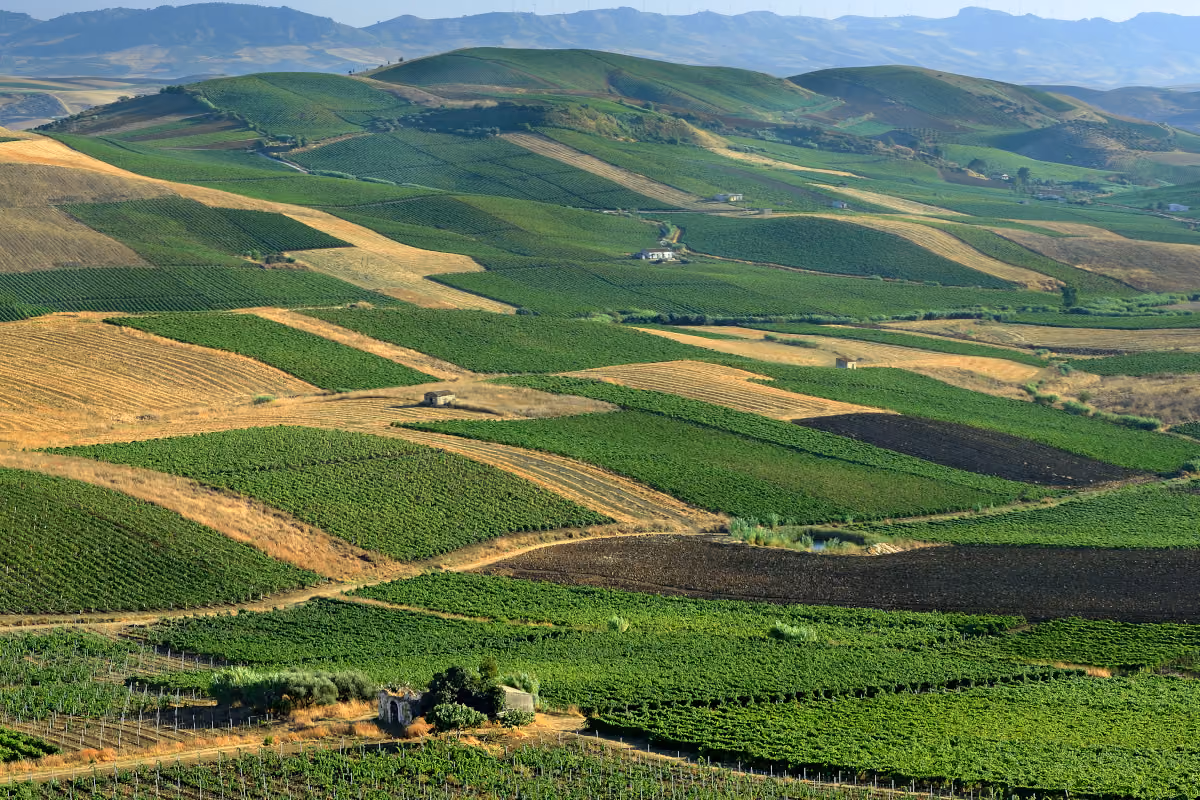 https://www.tp24.it/immagini_articoli/17-10-2026/1792233437-0-la-sicilia-e-la-regione-vinicola-dell-anno-2026-e-nel-premio-c-e-tanta-sicilia-occidentale.jpg