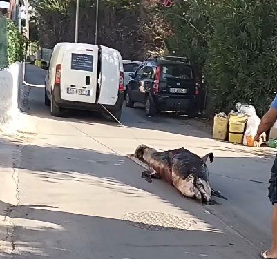 https://www.tp24.it/immagini_articoli/18-08-2026/1787043021-0-marsala-il-delfino-morto-trascinato-sull-asfalto-con-una-corda-davvero-questa-la-procedura.jpg