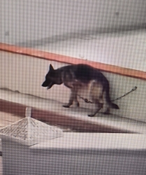 https://www.tp24.it/immagini_articoli/18-08-2026/denunciato-il-proprietario-del-cane-a-catena-a-triscina-250.jpg