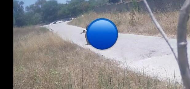 https://www.tp24.it/immagini_articoli/19-06-2026/1781880390-0-mazara-appicca-il-fuoco-vicino-al-cimitero-e-viene-beccato-dalla-telecamera-ekiller.jpg