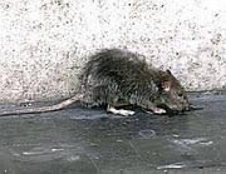 https://www.tp24.it/immagini_articoli/19-07-2026/trapani-cresce-l-allarme-ratti-mai-visti-cosi-tanti-250.jpg