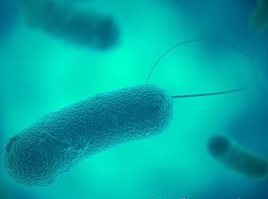 https://www.tp24.it/immagini_articoli/19-09-2026/1789816434-0-un-caso-di-legionella-ad-alcamo-uomo-di-55-anni-in-rianimazione.jpg