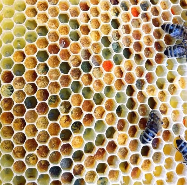 https://www.tp24.it/immagini_articoli/20-05-2026/1779260306-0-selinunte-celebra-il-world-bee-day-con-un-laboratorio-per-bambini-tra-api-e-miti.jpg