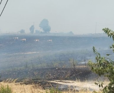 https://www.tp24.it/immagini_articoli/20-07-2026/1784527921-0-incendio-a-santa-ninfa-ragazzino-salva-alcuni-vitellini-dalle-fiamme.jpg