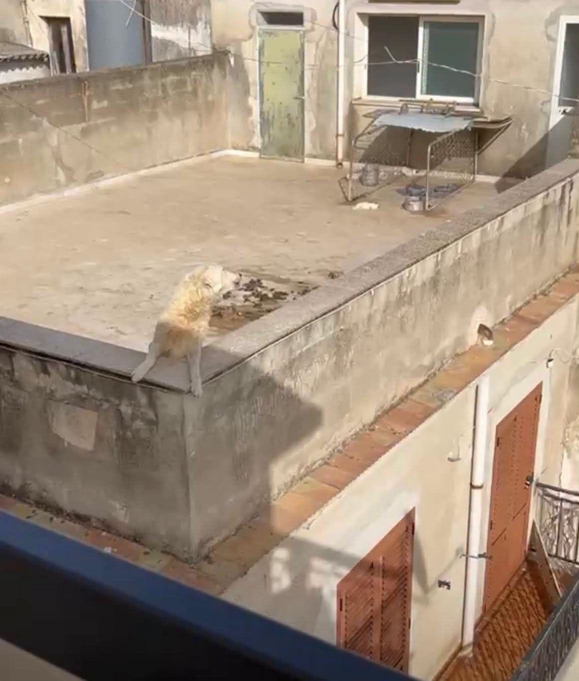 https://www.tp24.it/immagini_articoli/20-07-2026/1784550956-0-quattro-cuccioli-muoiono-sul-terrazzo-per-il-troppo-caldo.jpg