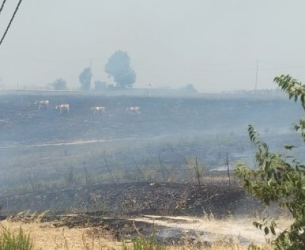 https://www.tp24.it/immagini_articoli/20-07-2026/incendio-a-santa-ninfa-ragazzino-salva-alcuni-vitellini-dalle-fiamme-250.jpg