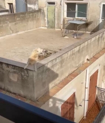 https://www.tp24.it/immagini_articoli/20-07-2026/quattro-cuccioli-muoiono-sul-terrazzo-per-il-troppo-caldo-250.jpg