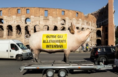 https://www.tp24.it/immagini_articoli/20-07-2026/siciliambiente-festival-il-premio-greenpeace-va-une-vie-en-rose-lipstick-on-a-pig-250.jpg