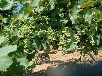 https://www.tp24.it/immagini_articoli/20-07-2026/vendemmia-2026-in-sicilia-occidentale-meno-uva-ma-qualita-eccellente-250.jpg