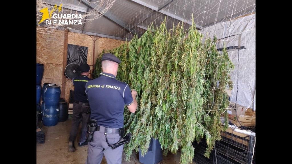 https://www.tp24.it/immagini_articoli/20-08-2026/1787211725-0-sequestrati-400-chili-di-marijuana-nel-palermitano-valore-stimato-oltre-2milioni-di-euro.jpg