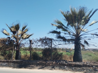 https://www.tp24.it/immagini_articoli/20-08-2026/marsala-in-contrada-ciancio-il-lavoro-a-meta-del-comune-trasforma-la-strada-in-polveriera-250.jpg
