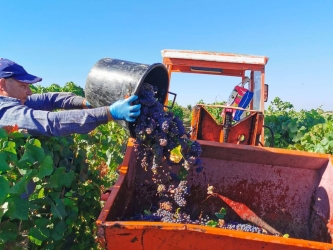 https://www.tp24.it/immagini_articoli/20-08-2026/vendemmia-2026-altro-che-grande-annata-250.jpg