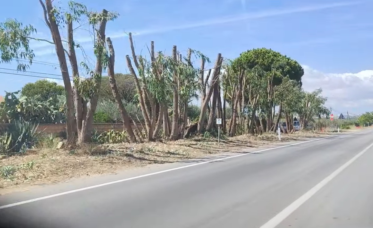 https://www.tp24.it/immagini_articoli/20-09-2025/1758362048-0-capitozzati-gli-alberi-lungo-la-strada-per-selinunte.jpg