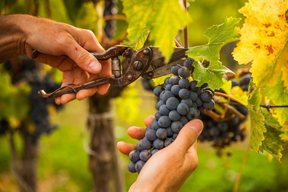 https://www.tp24.it/immagini_articoli/21-08-2026/1787311874-0-vendemmia-2026-i-guardiani-del-territorio-nei-campi-si-racconta-un-altra-storia.jpg
