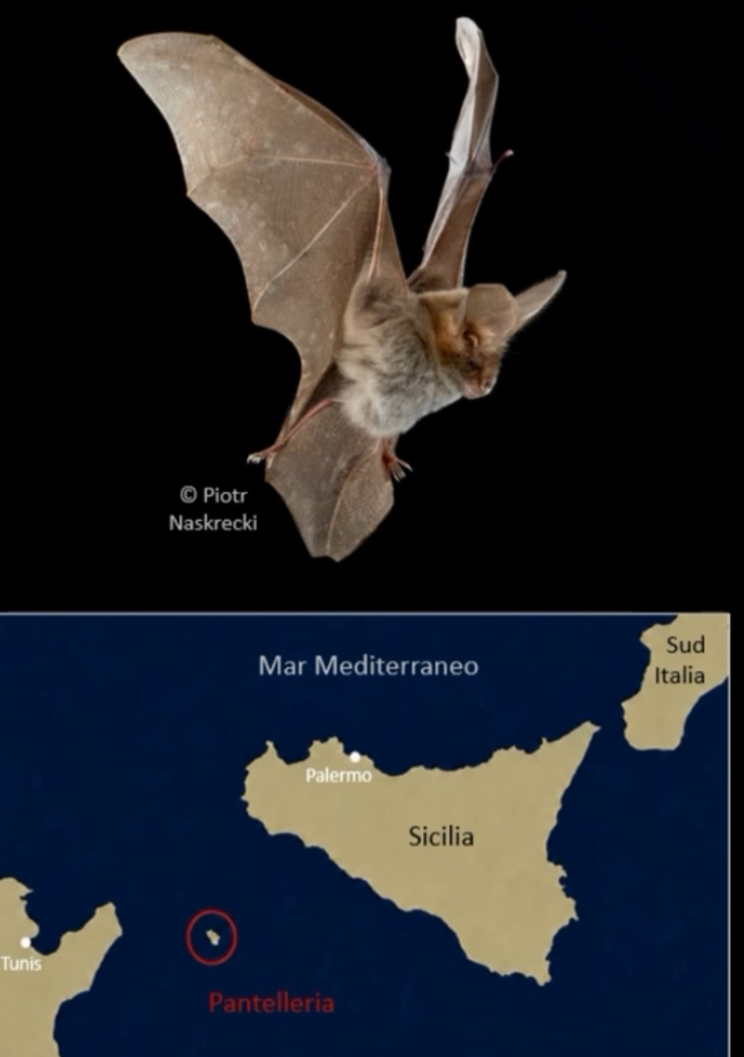 https://www.tp24.it/immagini_articoli/21-08-2026/1787315976-0-a-pantelleria-scoperta-una-nuova-specie-di-pipistrello.jpg