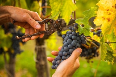https://www.tp24.it/immagini_articoli/21-08-2026/vendemmia-2026-i-guardiani-del-territorio-nei-campi-si-racconta-un-altra-storia-250.jpg