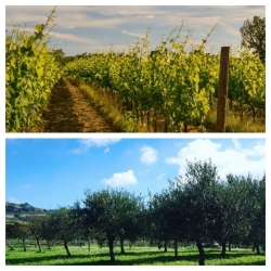 https://www.tp24.it/immagini_articoli/21-09-2026/a-santa-ninfa-salta-la-festa-dell-agricoltura-il-comune-al-fianco-dei-lavoratori-250.jpg