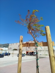 https://www.tp24.it/immagini_articoli/22-06-2026/trapani-green-ancora-alberi-in-sofferenza-un-cittadino-scrive-al-sindaco-250.jpg