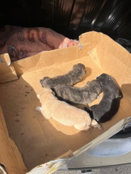 https://www.tp24.it/immagini_articoli/22-07-2026/quattro-cuccioli-morti-a-trapani-denuncia-di-enrico-rizzi-250.jpg