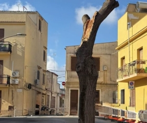 https://www.tp24.it/immagini_articoli/22-08-2026/castelvetrano-polemica-per-la-potatura-dell-albero-di-piazza-ruggero-settimo-250.jpg