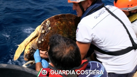 https://www.tp24.it/immagini_articoli/22-08-2026/pantelleria-recuperata-la-tartaruga-aggressiva-di-scauri-soccorsa-anche-una-bagnante-all-arco-dell-elefante-250.jpg