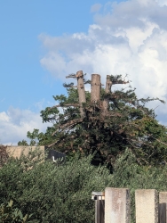 https://www.tp24.it/immagini_articoli/22-09-2026/marsala-l-albero-secolare-azzannato-vicino-ai-binari-il-proprietario-non-l-ho-distrutta-l-ho-salvata-250.jpg