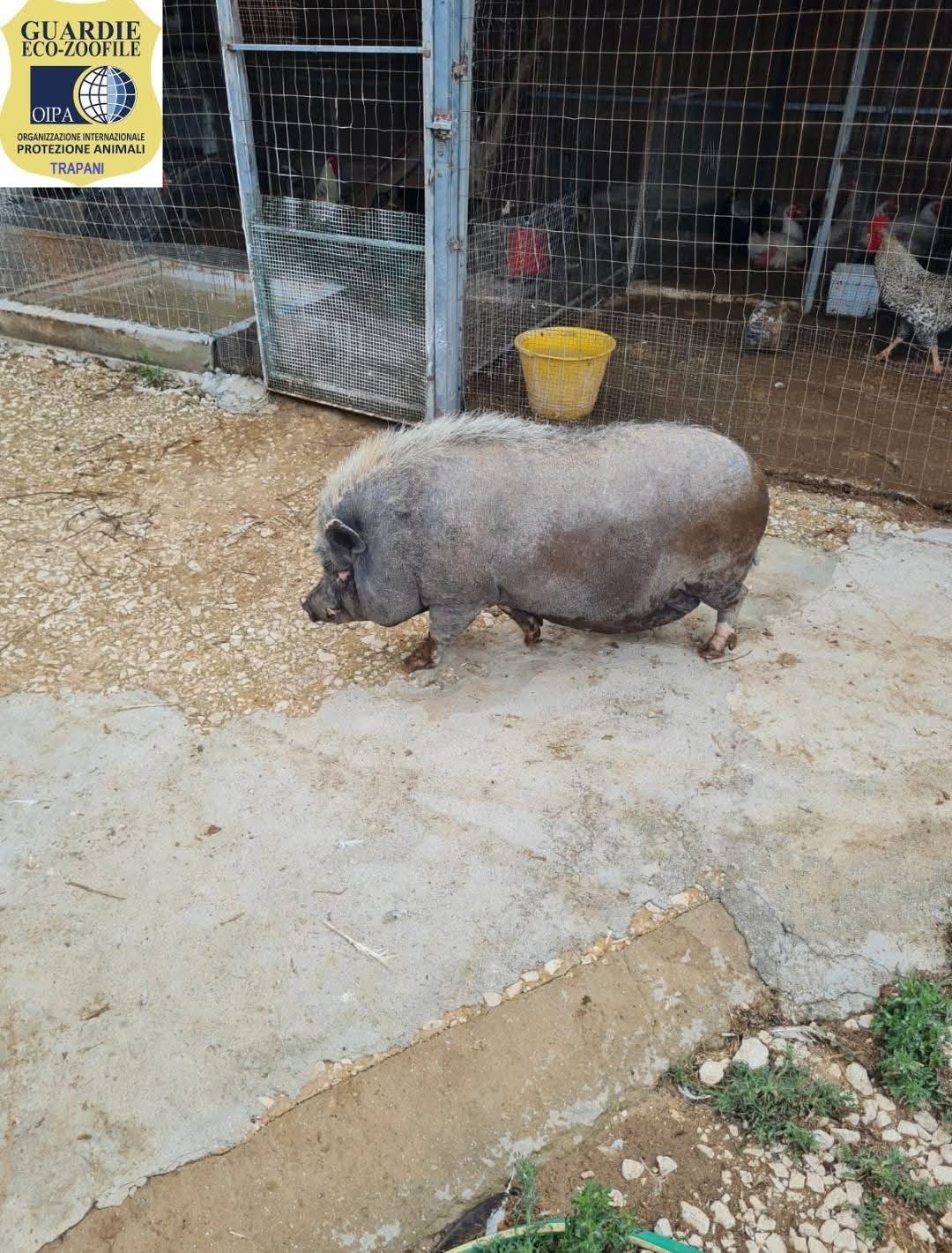 https://www.tp24.it/immagini_articoli/23-06-2025/1750688441-0-cosi-i-volontari-hanno-salvato-bave-un-maialino-da-100-chili.jpg