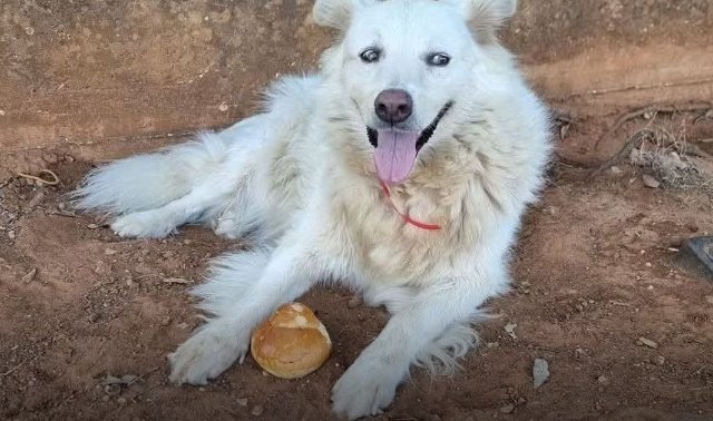https://www.tp24.it/immagini_articoli/23-07-2026/1784787276-0-castelvetrano-addio-a-bianca-la-cagnolina-mascotte-dell-ospedale.jpg