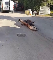 https://www.tp24.it/immagini_articoli/23-08-2026/marsala-enrico-rizzi-sul-delfino-trascinato-scena-indegna-chi-l-ha-autorizzata-si-vergogni-250.jpg