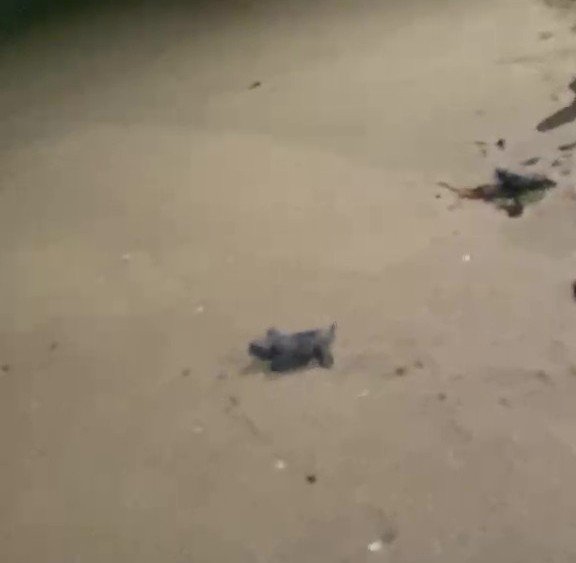 https://www.tp24.it/immagini_articoli/23-09-2026/1790176539-0-sono-nate-88-tartarughe-caretta-caretta-tra-marsala-e-petrosino.jpg