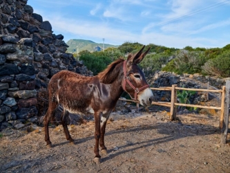 https://www.tp24.it/immagini_articoli/23-09-2026/pantelleria-asinabile-dal-2-al-4-ottobre-il-festival-dedicato-all-inclusione-e-all-asino-pantesco-250.jpg
