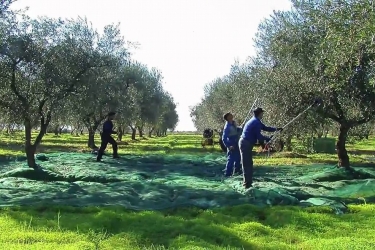 https://www.tp24.it/immagini_articoli/23-12-2025/olive-confiscate-risposta-tardiva-in-aula-il-raccolto-2025-e-perso-250.jpg