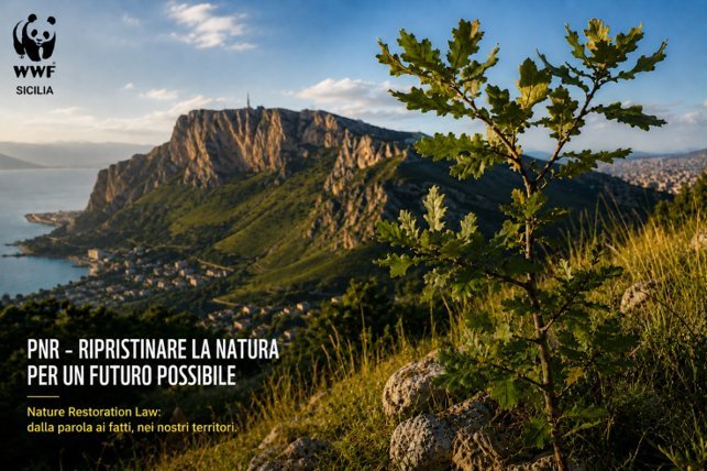 https://www.tp24.it/immagini_articoli/24-06-2026/1782325764-0-per-il-wwf-sicilia-il-piano-di-ripristino-della-natura-deve-cambiare-passo.jpg