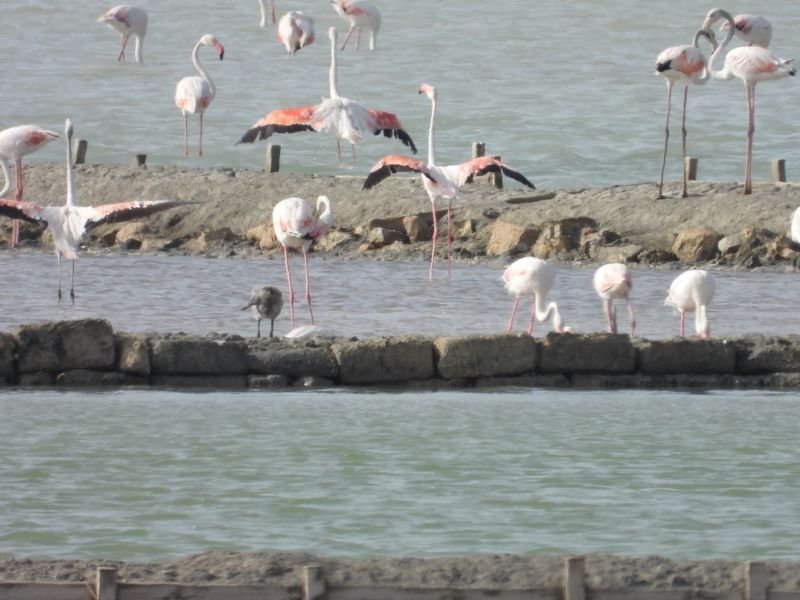 https://www.tp24.it/immagini_articoli/24-07-2026/1784885758-0-alle-saline-di-trapani-e-paceco-nasce-una-colonia-di-fenicotteri-rosa.jpg