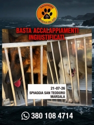 https://www.tp24.it/immagini_articoli/24-07-2026/marsala-e-le-multe-a-raffica-dalle-auto-ai-cani-l-obiettivo-e-fare-cassa-250.jpg