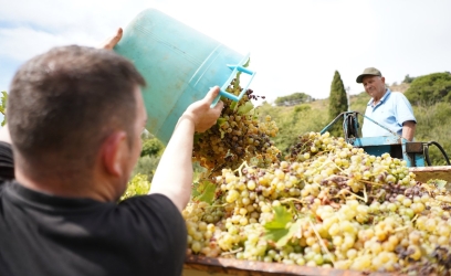https://www.tp24.it/immagini_articoli/24-08-2026/salemi-domani-al-via-la-vendemmia-della-legalita-che-anticipa-per-il-caldo-250.jpg