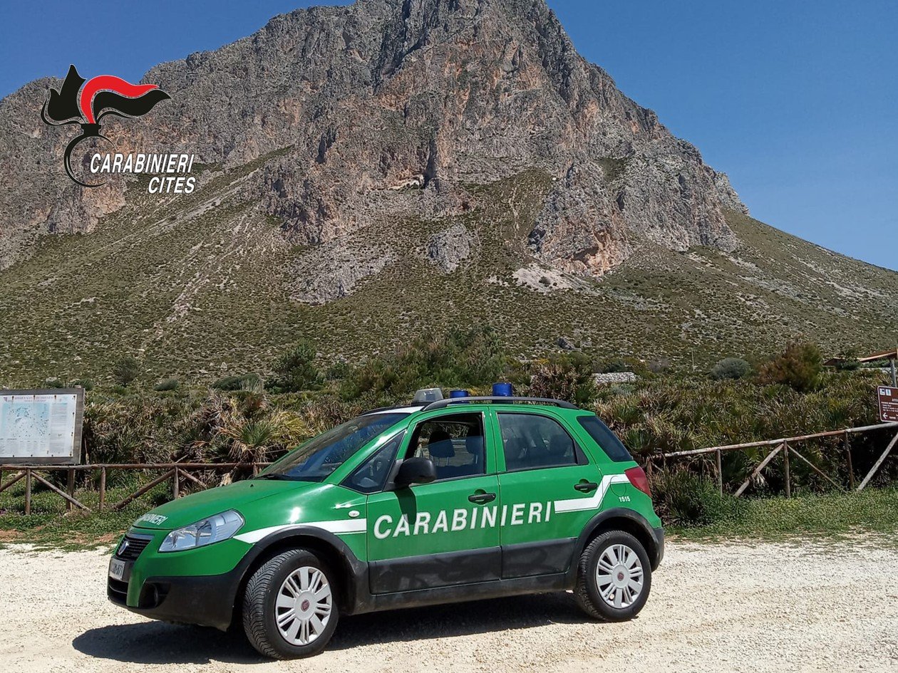 https://www.tp24.it/immagini_articoli/24-09-2026/1790239537-0-san-vito-lo-capo-cavalli-sotto-il-sole-e-con-poca-acqua-denunciato-il-proprietario.jpg