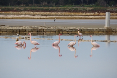 https://www.tp24.it/immagini_articoli/24-12-2025/piu-di-mille-fenicotteri-rosa-nelle-saline-di-trapani-e-paceco-250.jpg