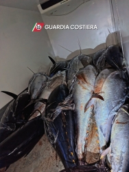 https://www.tp24.it/immagini_articoli/25-05-2026/tonno-rosso-illegale-sequestrati-12-esemplari-a-san-vito-250.jpg