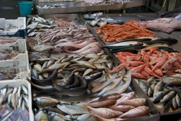 https://www.tp24.it/immagini_articoli/25-06-2026/fondi-per-promuovere-il-pesce-siciliano-ecco-i-progetti-finanziati-in-provincia-di-trapani-250.jpg