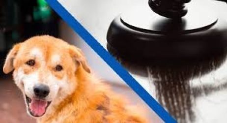 https://www.tp24.it/immagini_articoli/25-06-2026/zoomafia-aumentano-i-reati-contro-gli-animali-nel-trapanese-in-sicilia-639-indagati-250.jpg